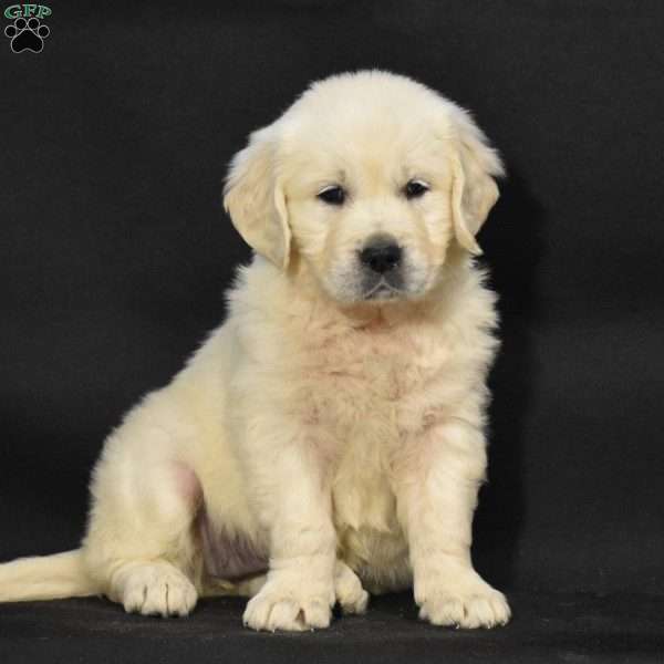 Julie, English Cream Golden Retriever Puppy